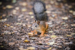 Curious squirrel