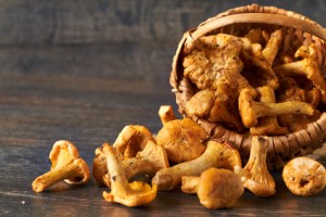 Vintage basket of chanterelles mushrooms from forest on a wooden planks background