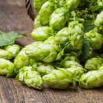 green hop cones on a wooden table