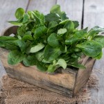 Lamb's Lettuce