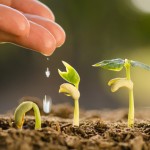 Male hand watering young plant