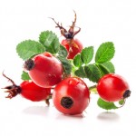 Group of rose hips isolated on a white background.