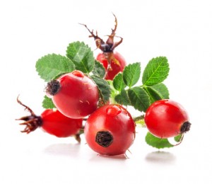 Group of rose hips isolated on a white background.