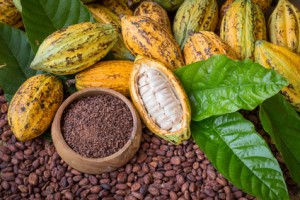 Ripe cocoa pod and nibs, cocoa beans setup background.