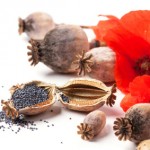 Poppy grain and flowers