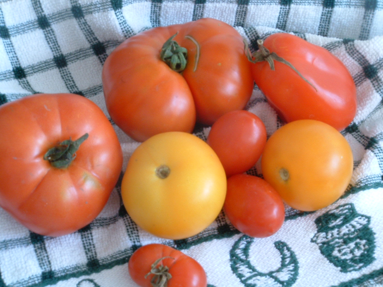 Tomaten 029